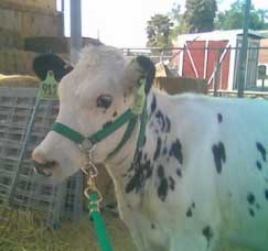 Maggie Moo