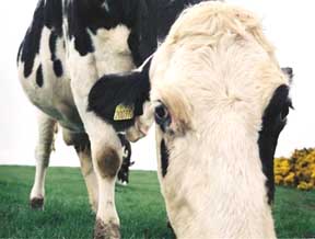 cow close up