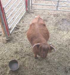 Matilda eating hay
