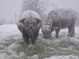 In the snow
