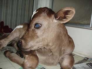 calf