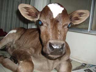 calf