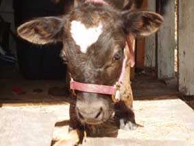 bull calf