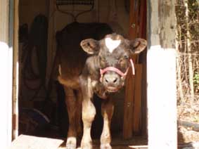 bull calf