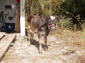 cute calf