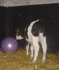calf