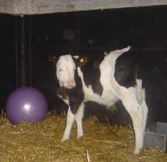 calf face
