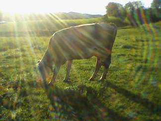 Nellie