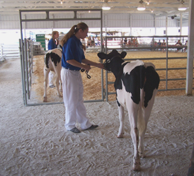 Holstein
