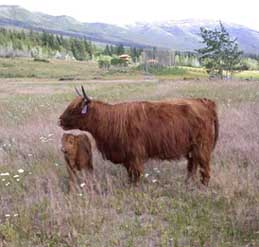 Cow and heifer