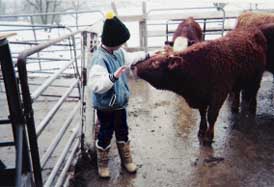 calf