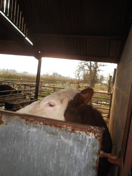 side of face