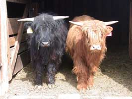 Baby bulls