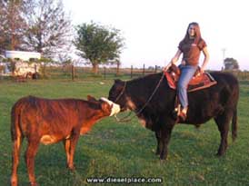 riding a cow