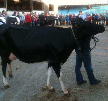 mostly black holstein