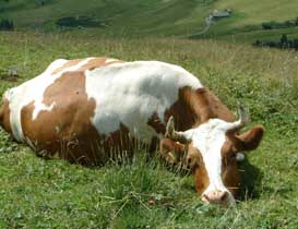 cow