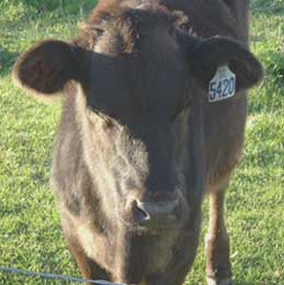 Taco the calf