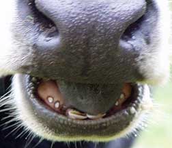 heifer