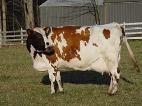rescued cow