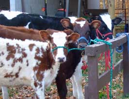 calves