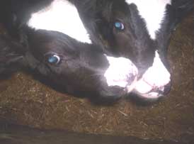 calves kissing