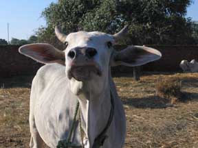 curious cow