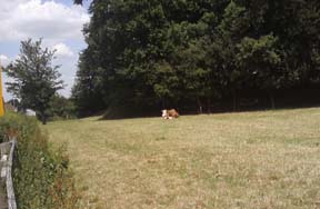 Annetts Farm