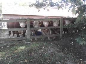 Herefords