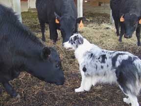 Sadie and the Girls