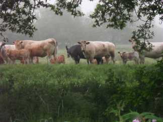 cows through the trees