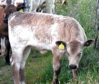 calf looking at camera