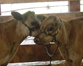 Brown Swiss twins