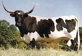Texas Longhorn